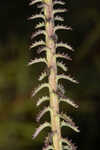 Shortleaf lobelia